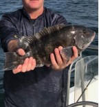 4 Snafu Blackfish Tautog rigs